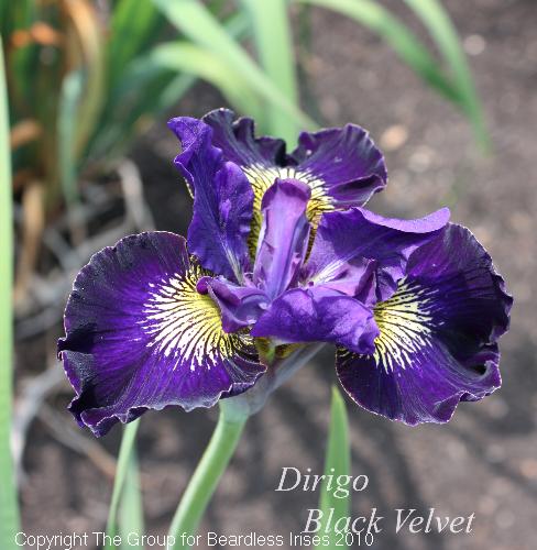 Dirigo Black Velvet 